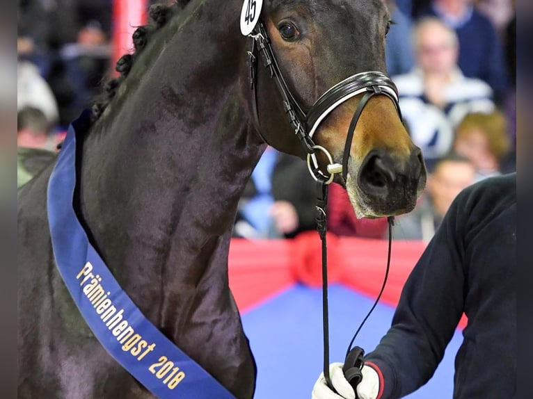 Koń oldenburski Wałach 5 lat 166 cm Gniada in Ciemne