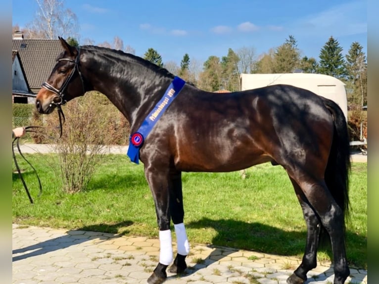 Koń oldenburski Wałach 5 lat 166 cm Gniada in Ciemne