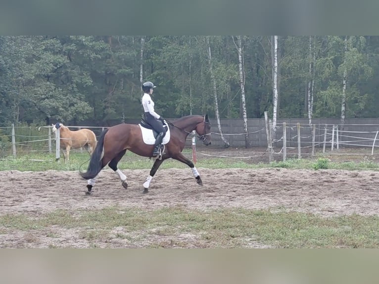 Koń oldenburski Wałach 5 lat 166 cm Gniada in Ciemne