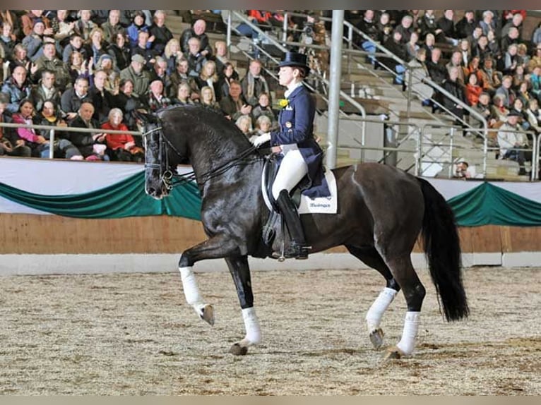 Koń oldenburski Wałach 5 lat 166 cm Gniada in Ciemne