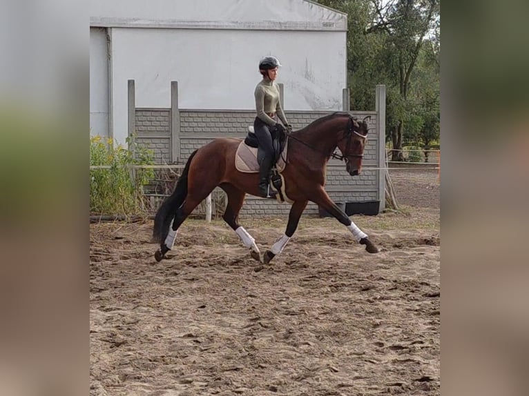 Koń oldenburski Wałach 5 lat 166 cm Gniada in Ciemne