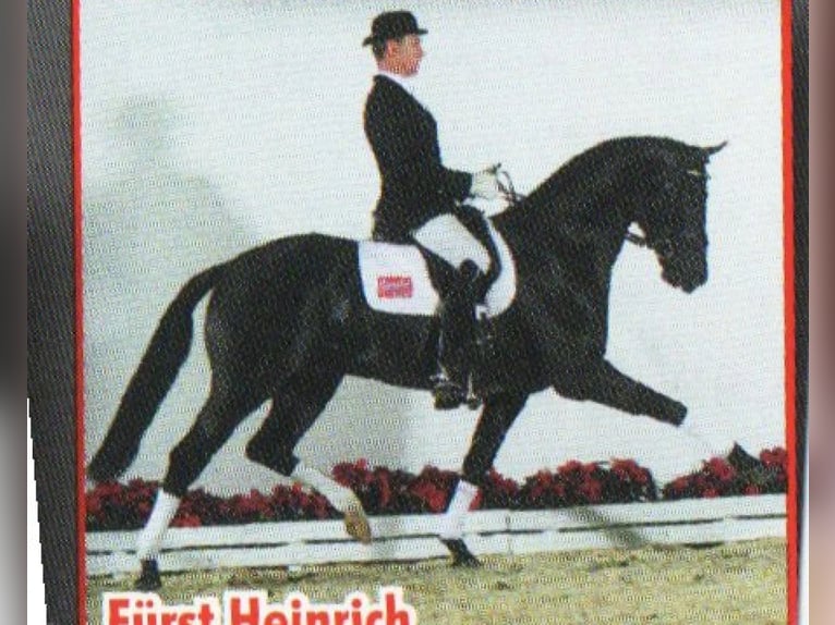 Koń oldenburski Wałach 5 lat 166 cm Gniada in Ciemne