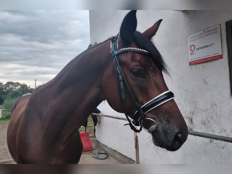 Koń oldenburski Wałach 5 lat 166 cm Gniada in Ciemne
