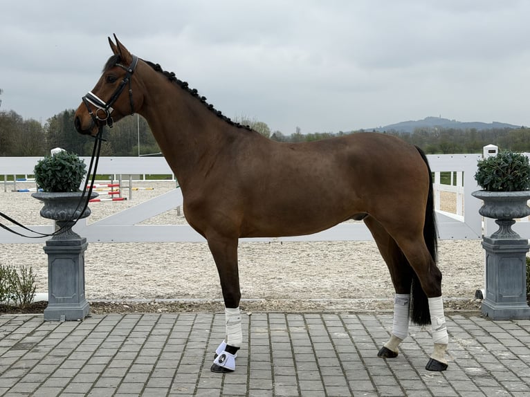 Koń oldenburski Wałach 5 lat 166 cm Gniada in Riedlingen