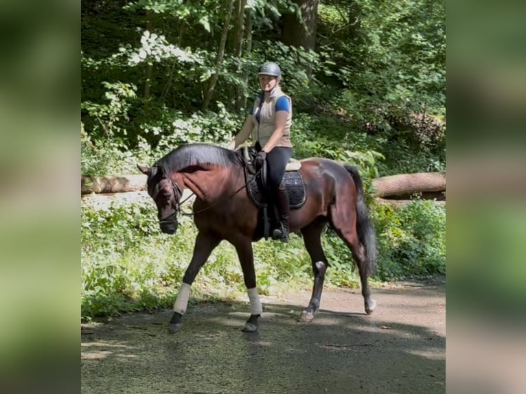 Koń oldenburski Wałach 5 lat 166 cm Kara in Pfaffenhofen