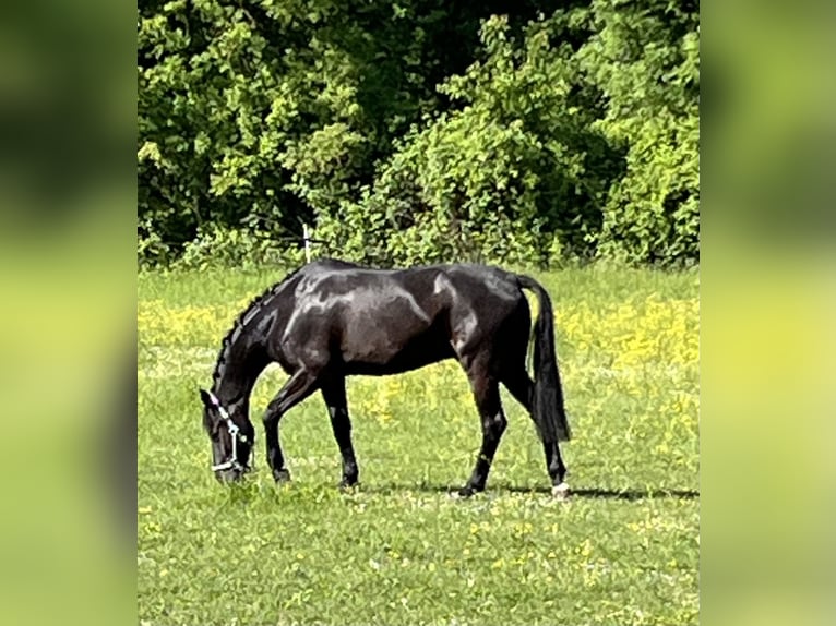 Koń oldenburski Wałach 5 lat 166 cm Kara in Pfaffenhofen