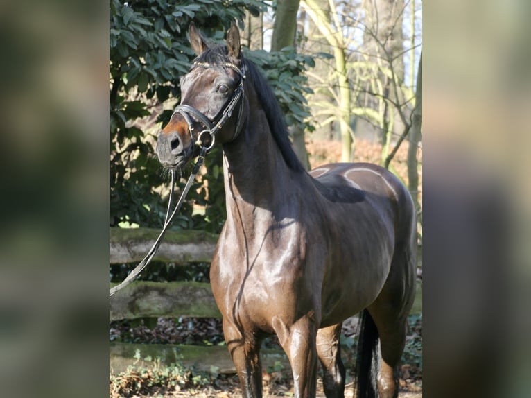Koń oldenburski Wałach 5 lat 167 cm Ciemnogniada in Bakum