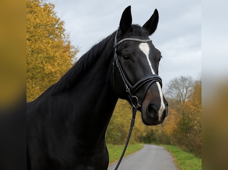 Koń oldenburski Wałach 5 lat 167 cm Ciemnogniada in Quickborn