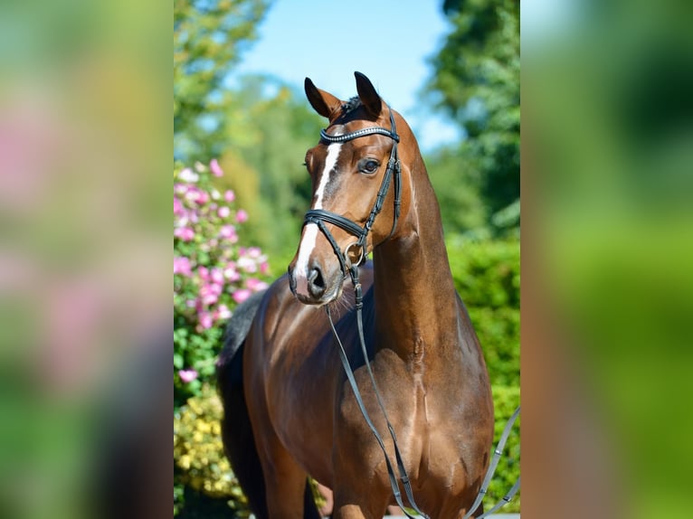Koń oldenburski Wałach 5 lat 167 cm Ciemnogniada in Taubenheim
