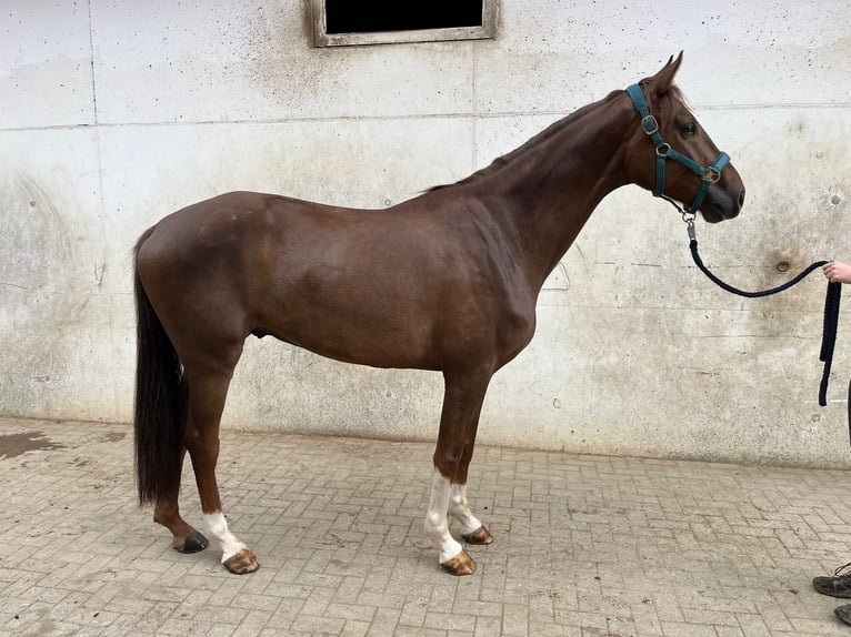 Koń oldenburski Wałach 5 lat 167 cm Ciemnokasztanowata in Kaisten