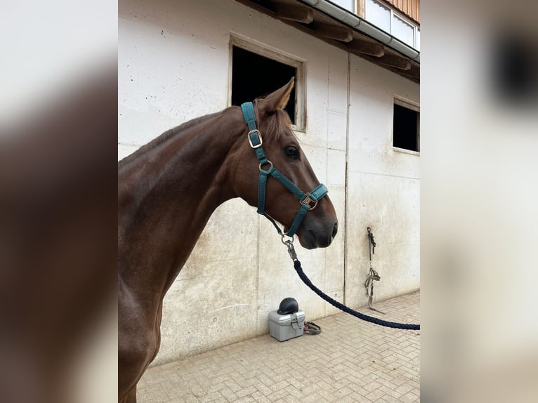 Koń oldenburski Wałach 5 lat 167 cm Ciemnokasztanowata in Kaisten