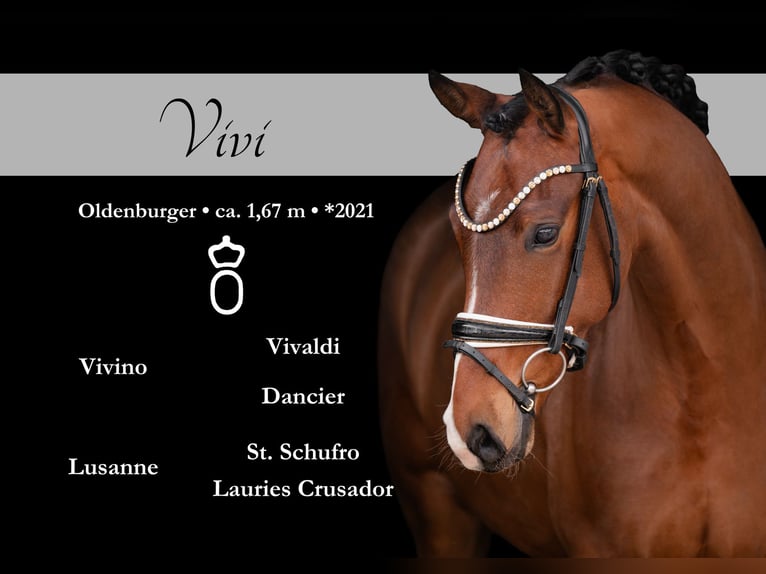 Koń oldenburski Wałach 5 lat 167 cm Gniada in Wehringen