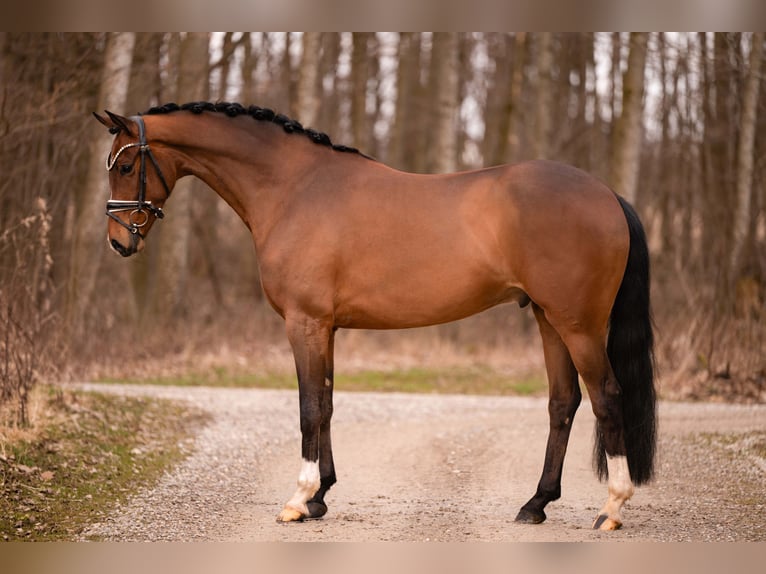 Koń oldenburski Wałach 5 lat 167 cm Gniada in Wehringen