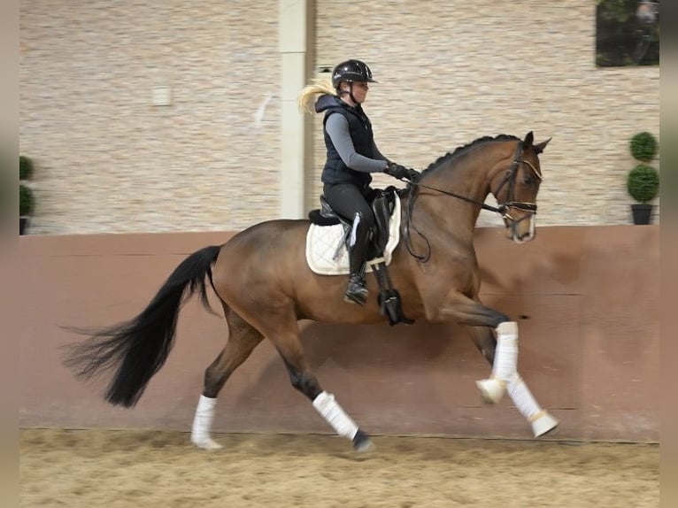 Koń oldenburski Wałach 5 lat 167 cm Gniada in Wehringen