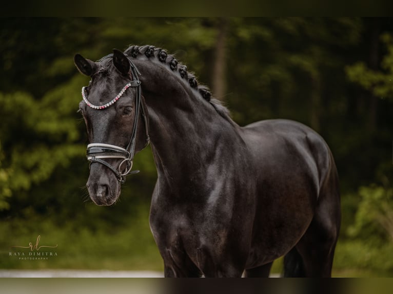 Koń oldenburski Wałach 5 lat 167 cm Kara in Wehringen