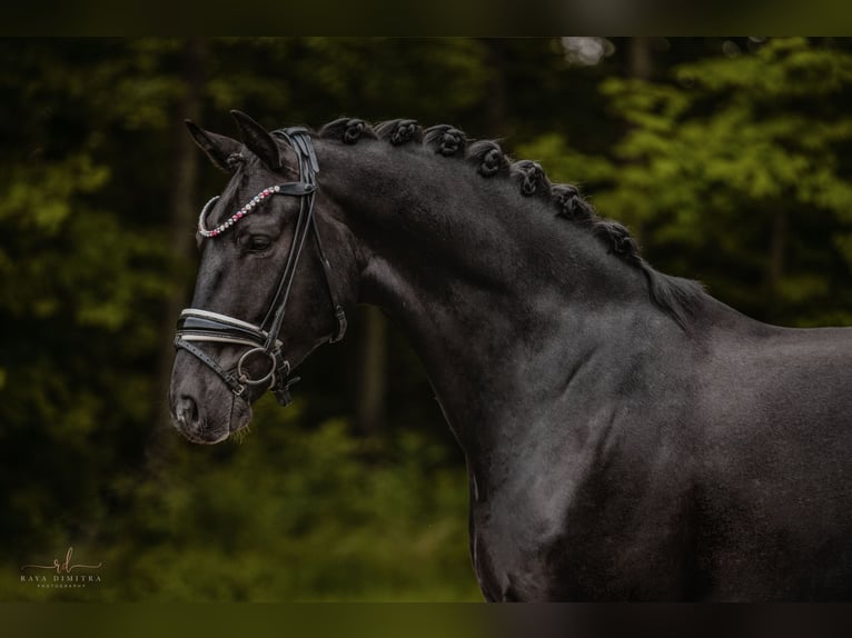 Koń oldenburski Wałach 5 lat 167 cm Kara in Wehringen