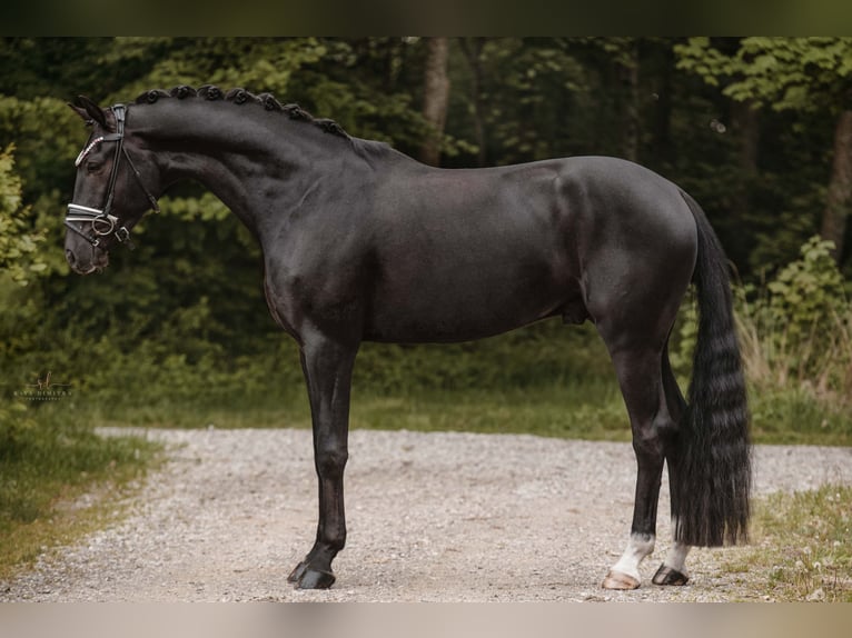 Koń oldenburski Wałach 5 lat 167 cm Kara in Wehringen