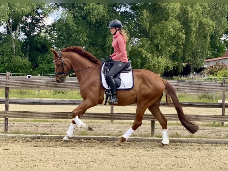 Koń oldenburski Wałach 5 lat 167 cm Kasztanowata in Hude (Oldenburg)