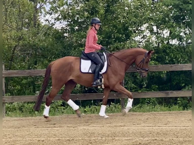 Koń oldenburski Wałach 5 lat 167 cm Kasztanowata in Hude (Oldenburg)