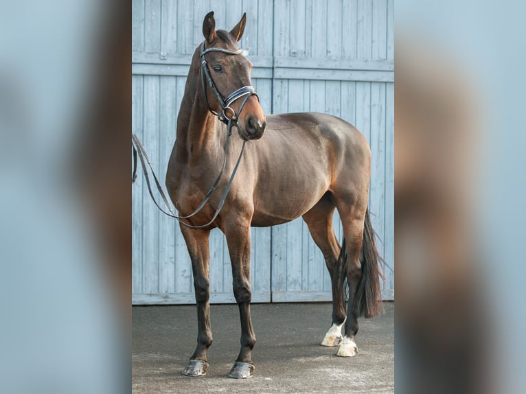 Koń oldenburski Wałach 5 lat 168 cm Ciemnogniada in Priestewitz