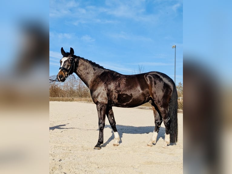 Koń oldenburski Wałach 5 lat 168 cm Ciemnogniada in Quickborn