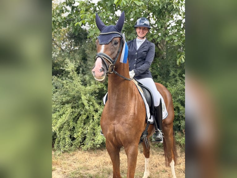 Koń oldenburski Wałach 5 lat 168 cm Ciemnokasztanowata in Visbek