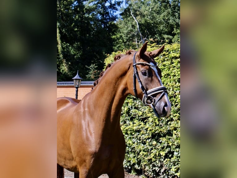 Koń oldenburski Wałach 5 lat 168 cm Ciemnokasztanowata in Visbek