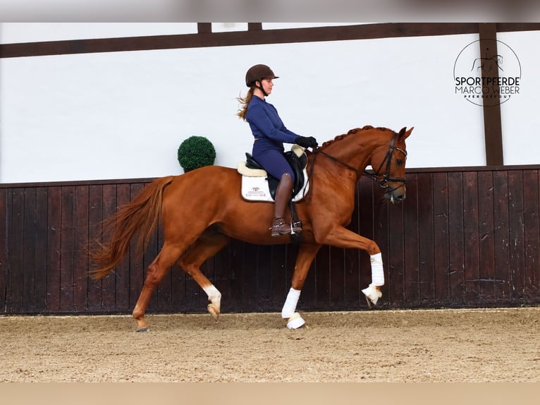 Koń oldenburski Wałach 5 lat 168 cm Kasztanowata in Löningen