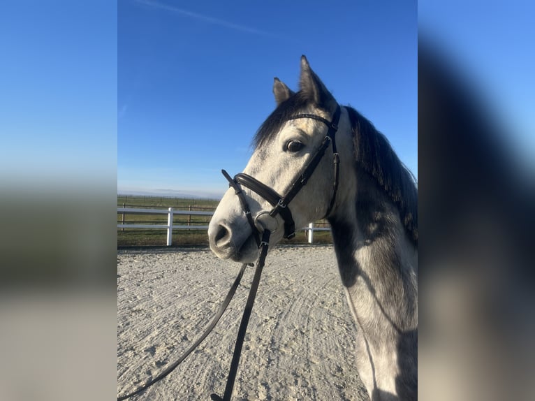 Koń oldenburski Wałach 5 lat 168 cm Siwa in Söllingen