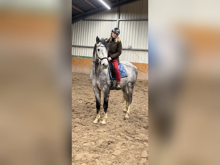 Koń oldenburski Wałach 5 lat 168 cm Siwa in Söllingen