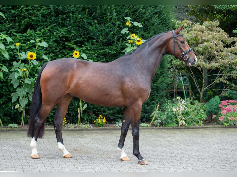 Koń oldenburski Wałach 5 lat 169 cm Gniada in Damme