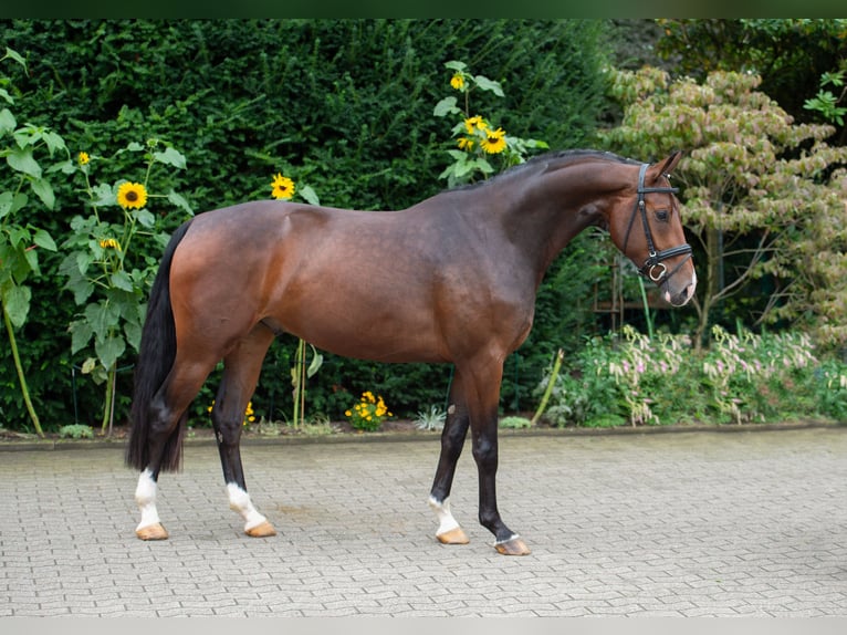 Koń oldenburski Wałach 5 lat 169 cm Gniada in Damme