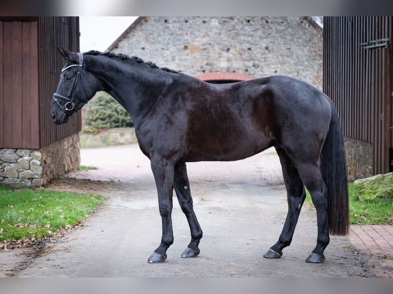 Koń oldenburski Wałach 5 lat 169 cm Kara in Bramsche