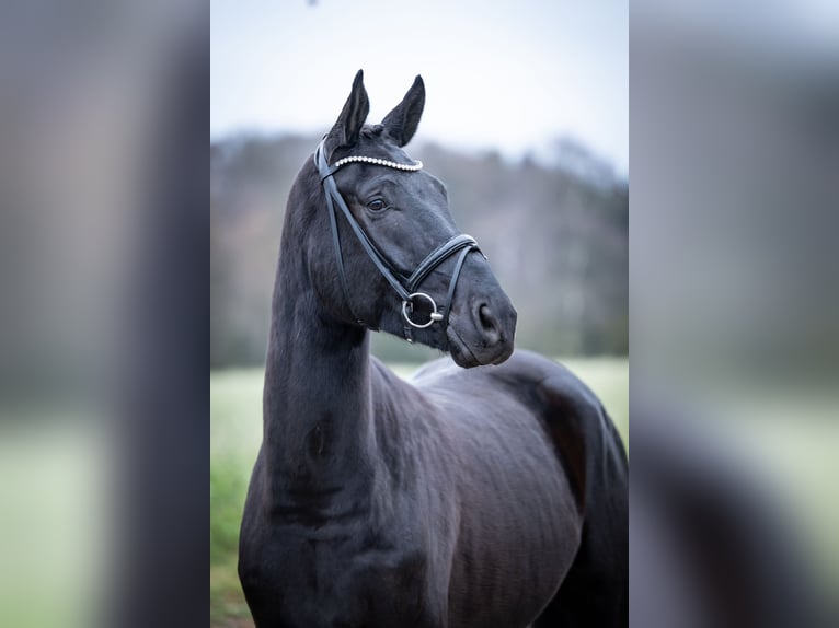 Koń oldenburski Wałach 5 lat 169 cm Kara in Bramsche