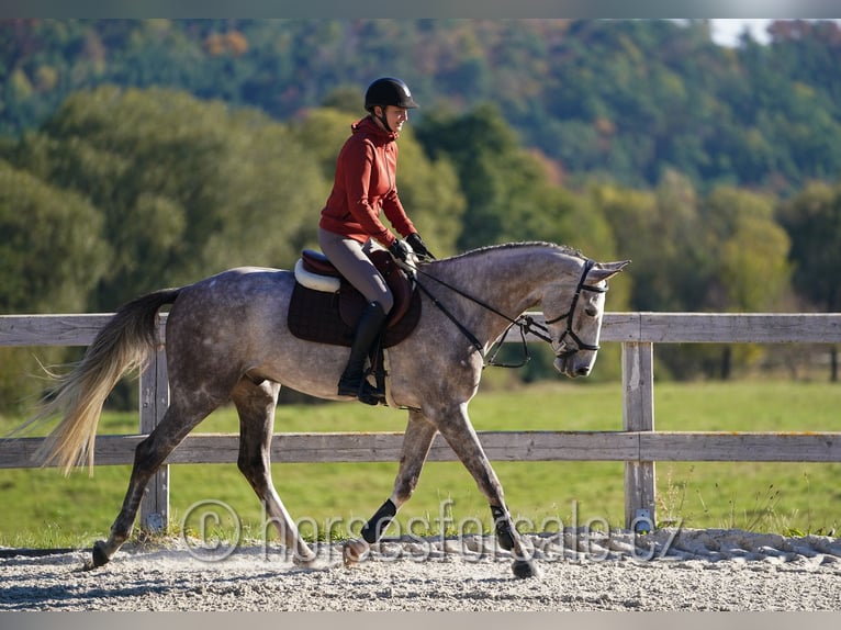 Koń oldenburski Wałach 5 lat 169 cm Siwa in Benesov