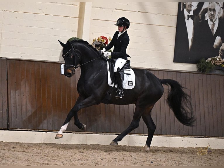 Koń oldenburski Wałach 5 lat 169 cm Skarogniada in Ettringen