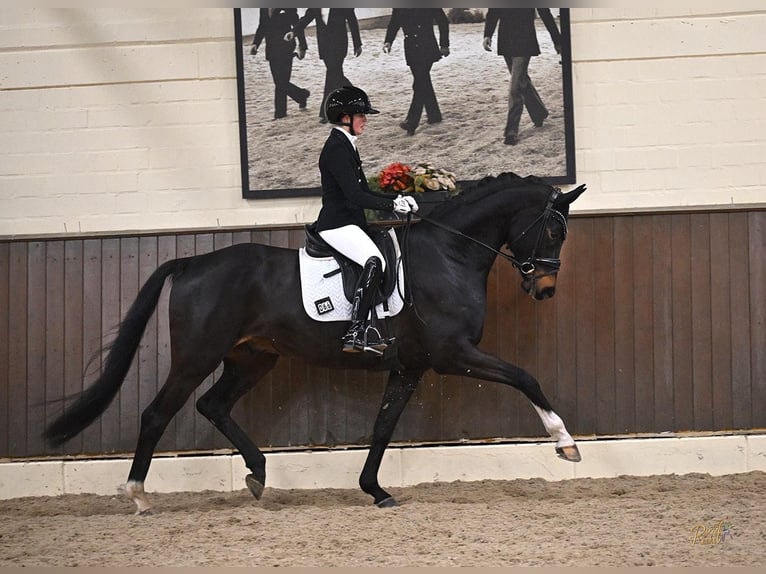 Koń oldenburski Wałach 5 lat 169 cm Skarogniada in Ettringen
