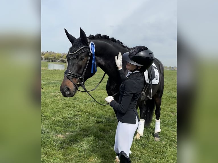 Koń oldenburski Wałach 5 lat 169 cm Skarogniada in Ettringen