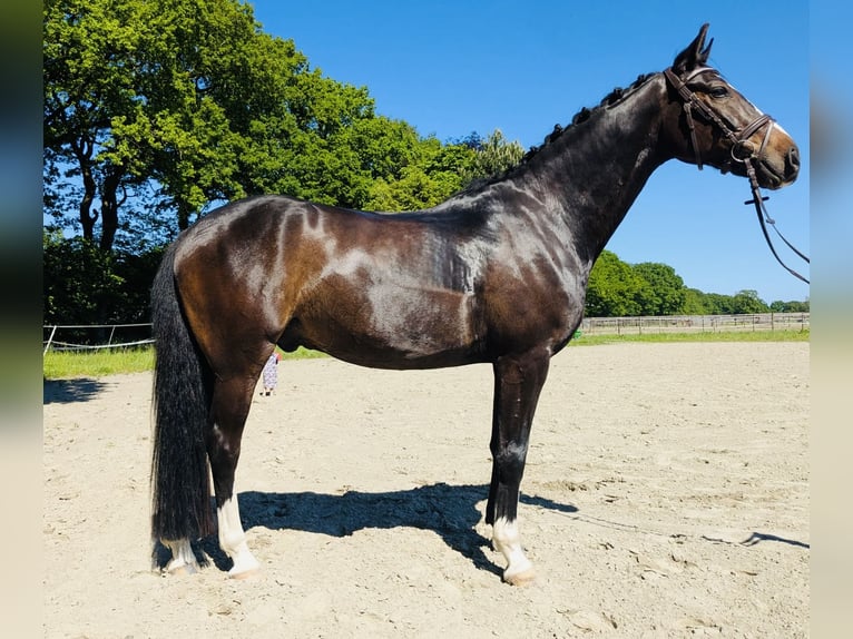 Koń oldenburski Wałach 5 lat 170 cm Ciemnogniada in Halstenbek