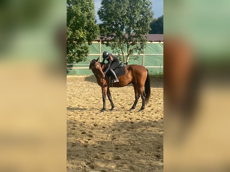 Koń oldenburski Wałach 5 lat 170 cm Gniada in Vöcklabruck