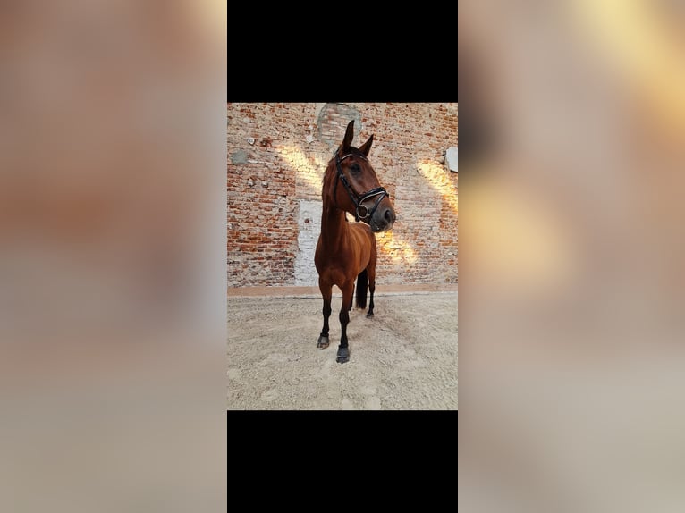 Koń oldenburski Wałach 5 lat 170 cm Gniada in Pławna