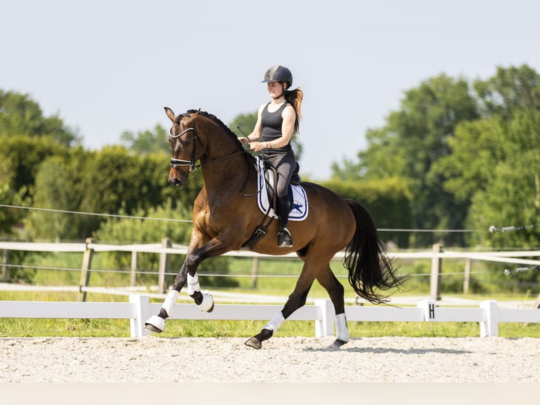 Koń oldenburski Wałach 5 lat 170 cm Gniada in Vledderveen