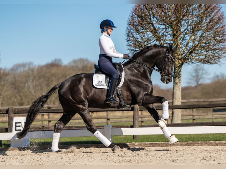 Koń oldenburski Wałach 5 lat 170 cm Kara in Randbøl