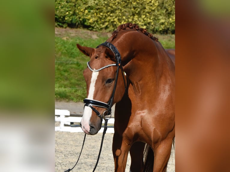 Koń oldenburski Wałach 5 lat 170 cm Kasztanowata in F&#xFC;rstenau