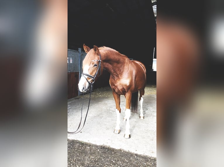 Koń oldenburski Wałach 5 lat 170 cm Kasztanowata in Rochau