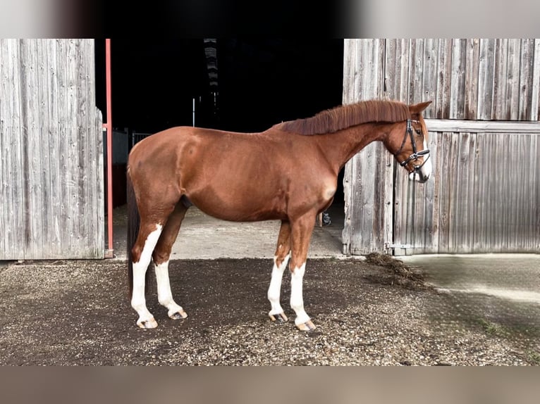 Koń oldenburski Wałach 5 lat 170 cm Kasztanowata in Rochau