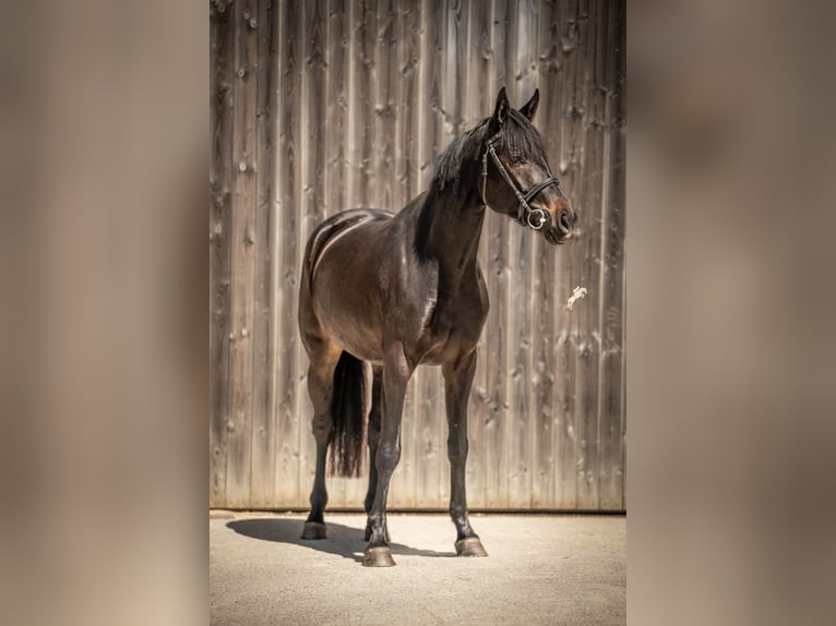 Koń oldenburski Wałach 5 lat 170 cm Skarogniada in Marienthal