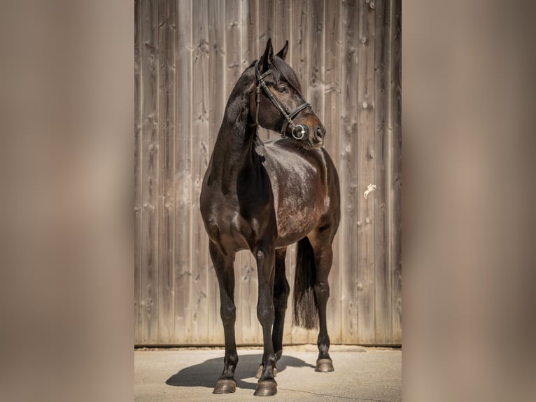 Koń oldenburski Wałach 5 lat 170 cm Skarogniada in Marienthal