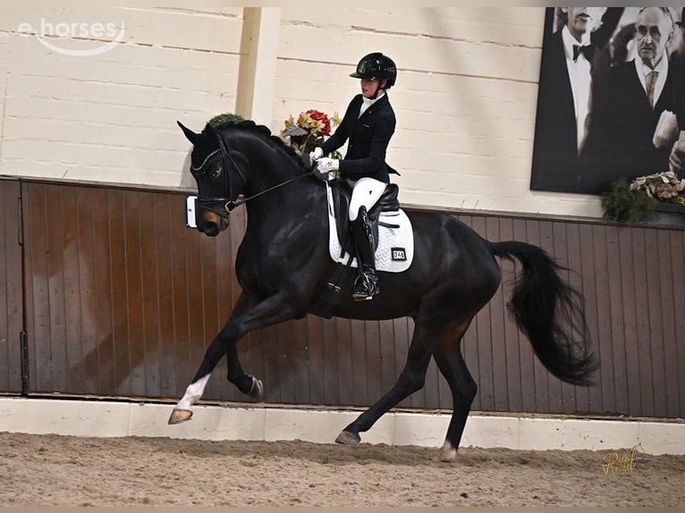 Koń oldenburski Wałach 5 lat 170 cm Skarogniada in Martfeld