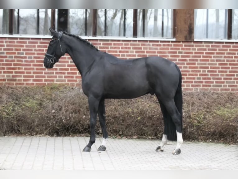 Koń oldenburski Wałach 5 lat 171 cm Kara in Münster